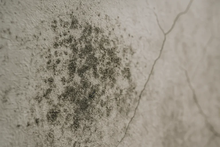 Gros plan sur des moisissures sur un mur après un dégât des eaux, texture visible